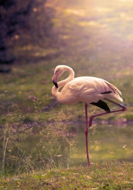 Flamingo doğada