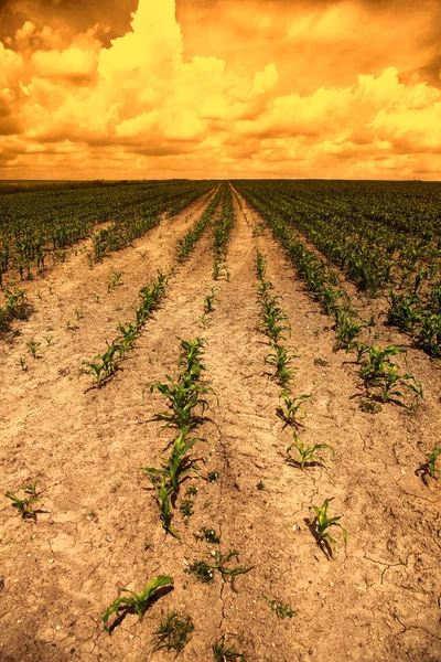 Campo de milho no por do sol — Fotografia de Stock