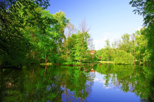 Green trees by the lake on a sunny day, with blue sky — Stock Photo, Image