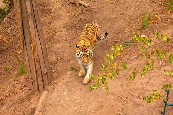 Tiger in nature — Stock Photo, Image