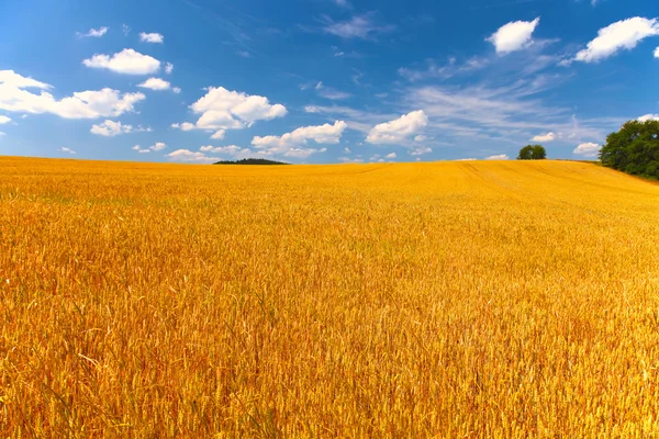 Campo de trigo e céu azul com nuvens — Fotografia de Stock