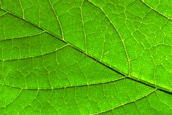 Folha verde abstrata. Fundo natural . — Fotografia de Stock