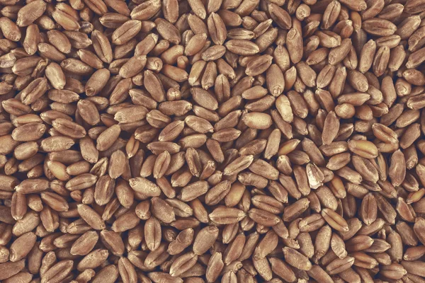 Wheat background view from the top close up — Stock Photo, Image