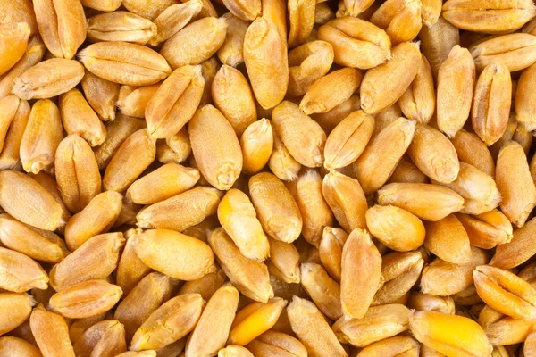 Wheat background view from the top close up — Stock Photo, Image