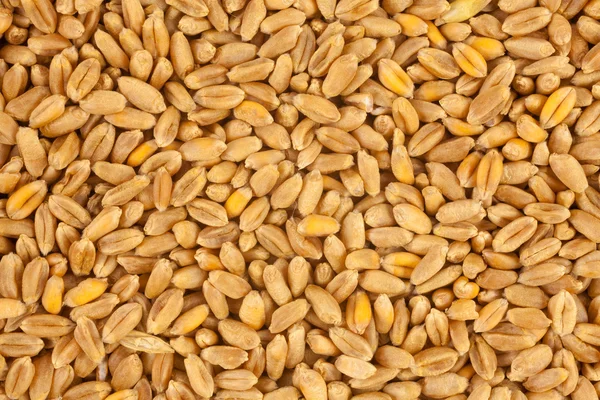 Vista sullo sfondo del grano dall'alto primo piano — Foto Stock