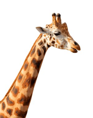 Zürafa boyun ve baş beyaz arka plan üzerinde izole