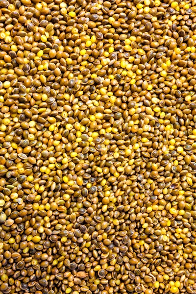 Yellow millet background — Stock Photo, Image