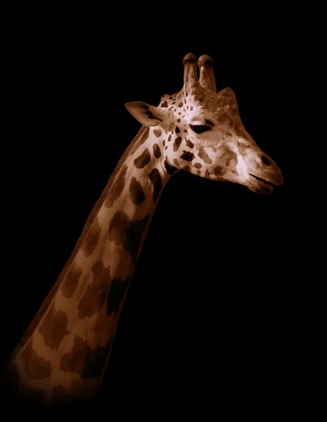 Giraffe auf schwarzem Hintergrund — Stockfoto