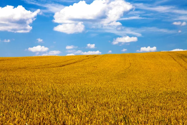 Wheat gold field — Stock Photo, Image