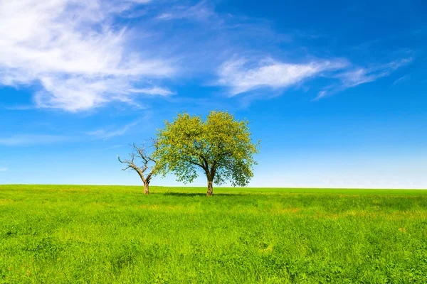 Paysage printanier, arbres et ciel bleu — Photo