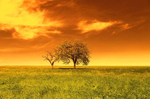 Spring landscape at sunset, trees and green field — Stock Photo, Image