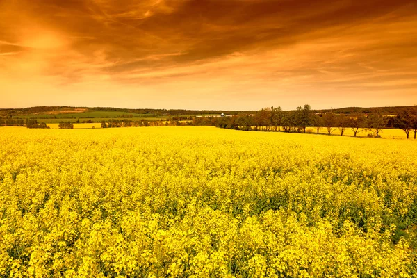 Campo de violação ao pôr-do-sol — Fotografia de Stock