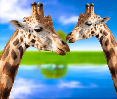 Bir zürafa arka planda doğa portresi