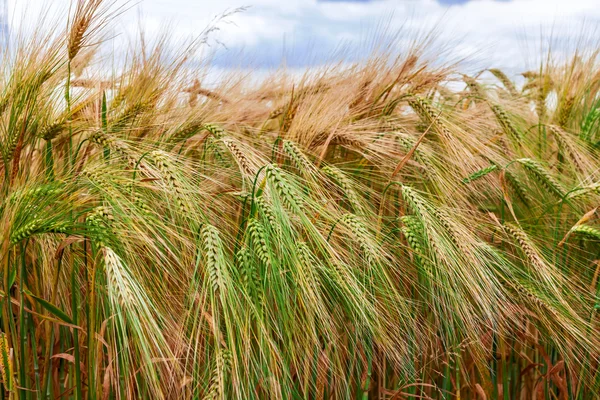 Ripening ears of barley on the field in summer — Stock Photo, Image