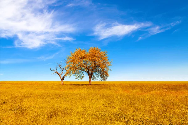 Mooie herfst bomen op veld. Herfst landschap — Stockfoto