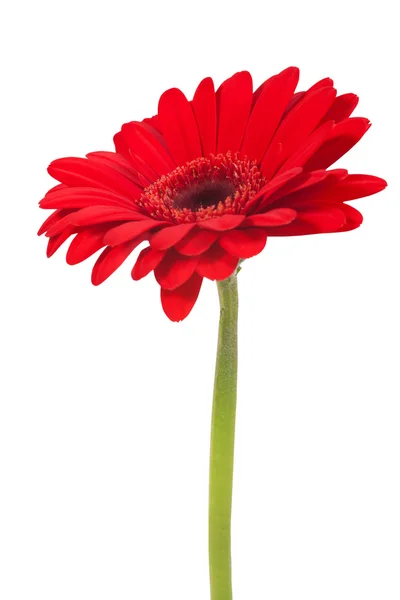 Fiore di gerbera rosso isolato su sfondo bianco — Foto Stock