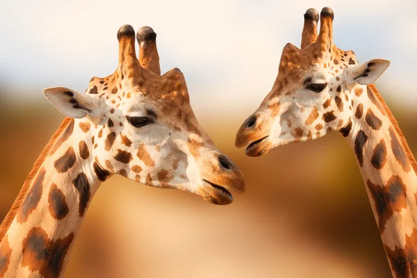 Ritratto di giraffe sullo sfondo marrone — Foto Stock