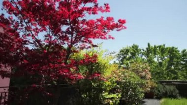 çatı, panoramik çatı bahçesinde çim, slayt ve kırmızı akçaağaç