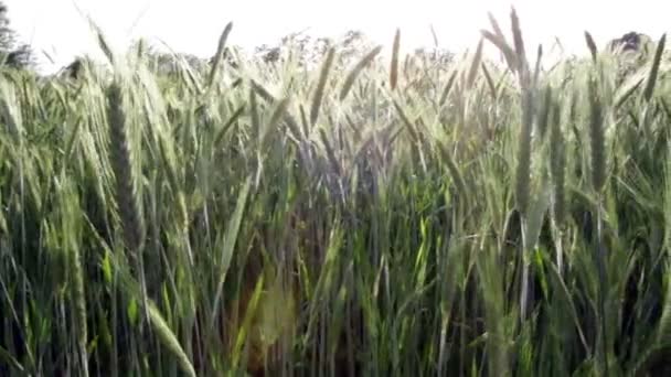 Wheat field in the wind — Stock Video