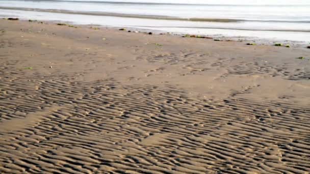 Playa con algas y marea baja — Vídeos de Stock