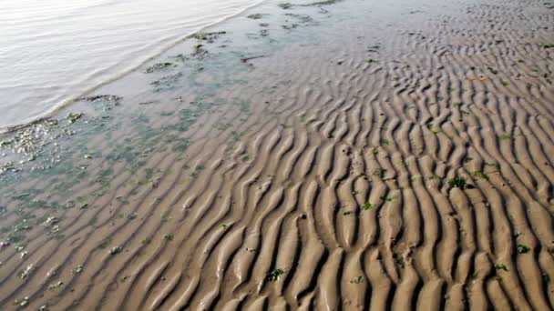 Beach with algae and low tide — Stock Video