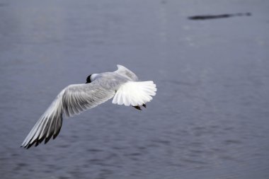 uçan bir martı izole