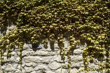 Duvar tamamen yeşil ve kırmızı IV ile kaplı