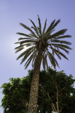 Panorama eski Amantea'nın, sahil ile Üstten Görünüm