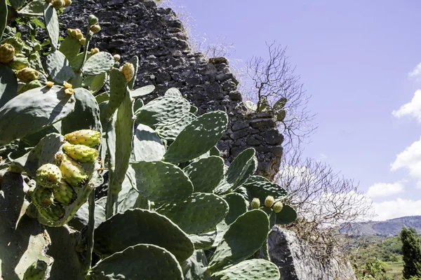 Колючий грушевый кактус с спелыми фруктами в Калабрии — стоковое фото