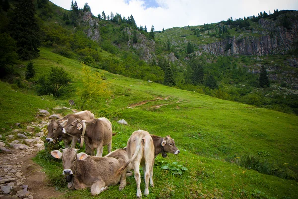 Krowy w mountainsf — Zdjęcie stockowe