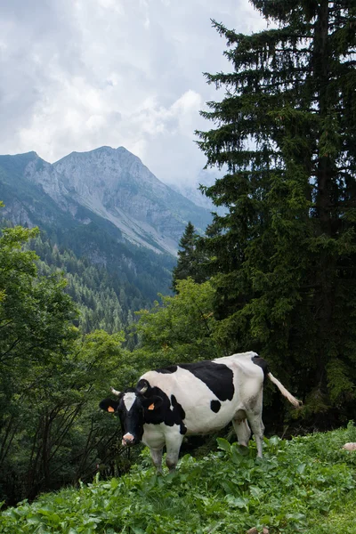 Alpine cow — Zdjęcie stockowe