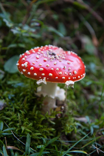 Amanita muskaria — Zdjęcie stockowe