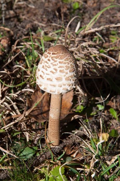 Le champignon Parasol (Macrolepiota procera) ) — Photo