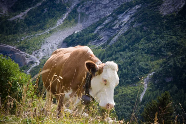 Nahaufnahme einer gefleckten Kuh in den Bergen — Stockfoto