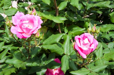 tomurcukları ve yaprakları gül bahçesi