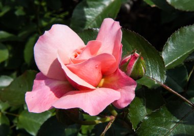 tomurcukları ve yaprakları gül bahçesi