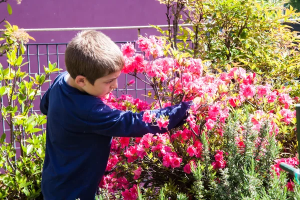 Ребенок очищает куст от розовых азалий — стоковое фото