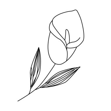 Kalla zambak vektör çizgisi sanatı. Beyaz arkaplanda tek bir siyah tasarım elemanı izole edildi. Simge, etiket, logo, sembol, dekor.
