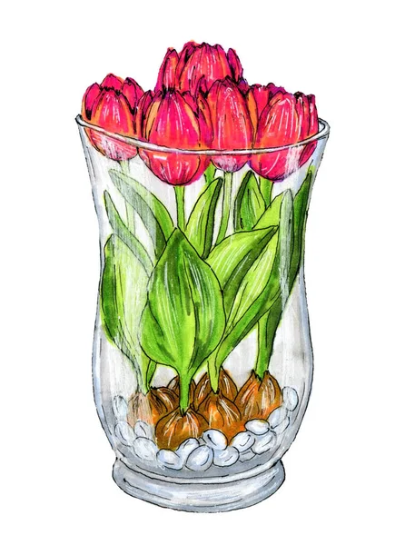 Ilustração Marcador Tulipas Desenhadas Mão Vaso Vidro Isolado Fundo Branco — Fotografia de Stock