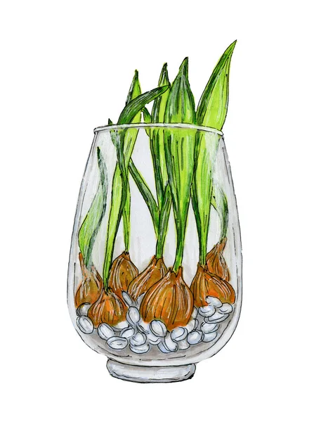 Тюльпановые лампочки в стеклянной вазе — стоковое фото