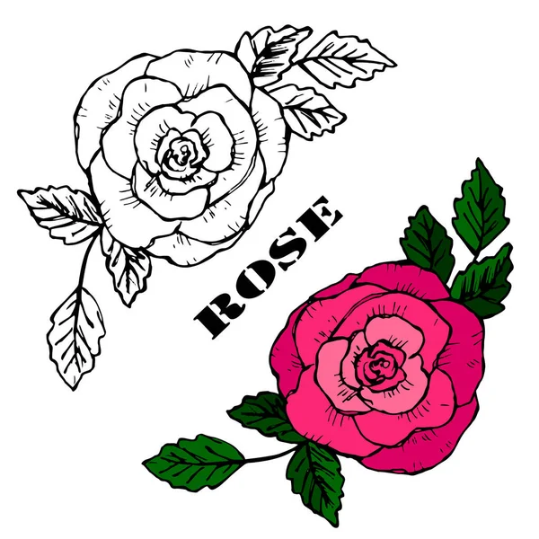 Rosas desenhadas à mão vetor doodle — Vetor de Stock