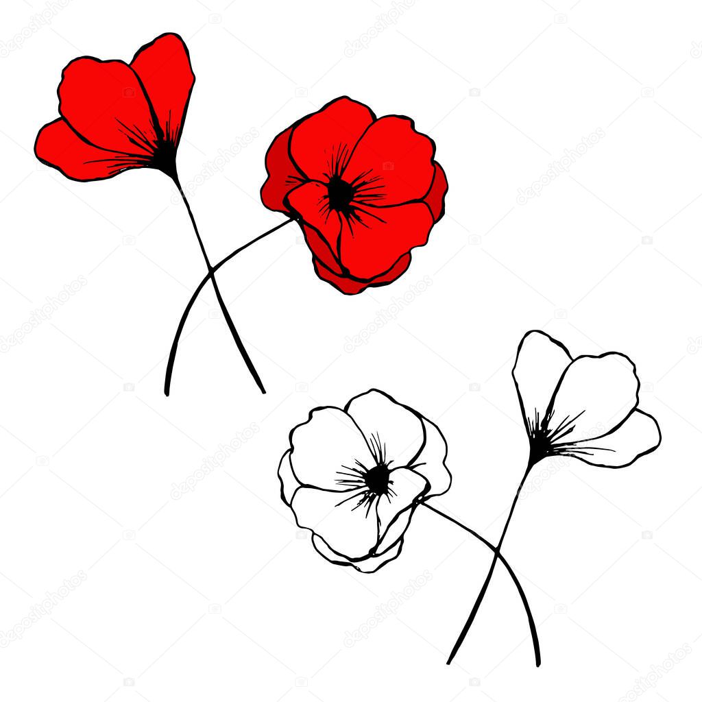 Vector illustration of hand drawn poppies doodle.