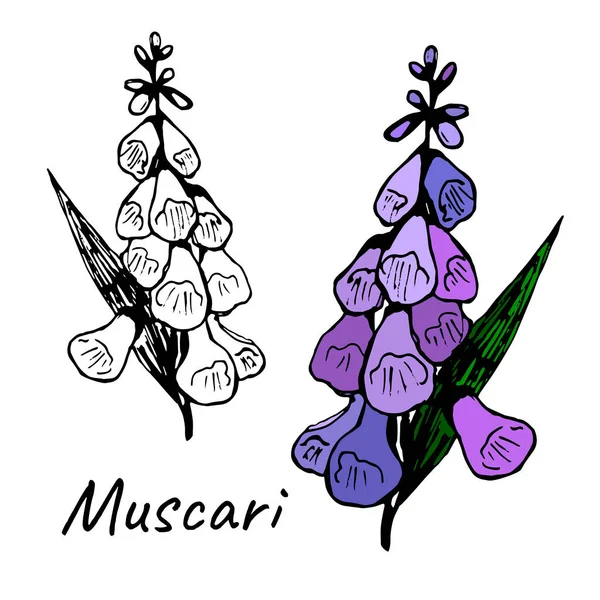 Muscari coloré et doodle contour — Image vectorielle