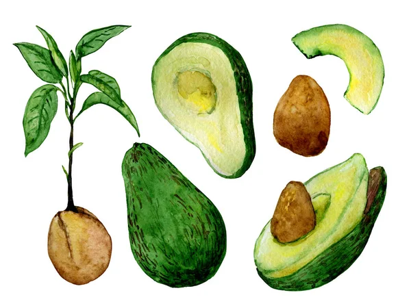 Handgetekende avocado clip art — Stockfoto