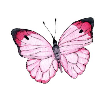 Pembe kelebek el çizilmiş suluboya tropikal akıcı böcek klipsi beyaz üzerine izole edilmiş.