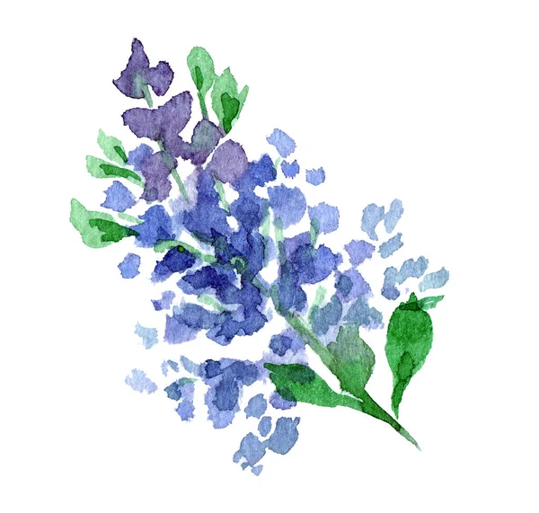 Sprig liliowy malowane akwarela clip sztuki — Zdjęcie stockowe