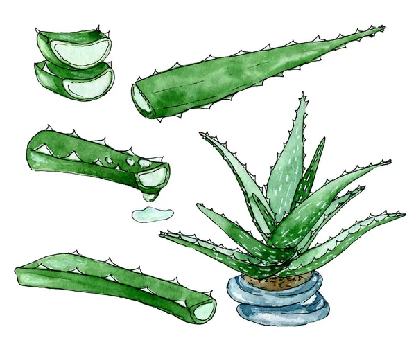 Aloe Vera Pianta Disegnato Mano Acquerello Clip Art Set Isolato — Foto Stock