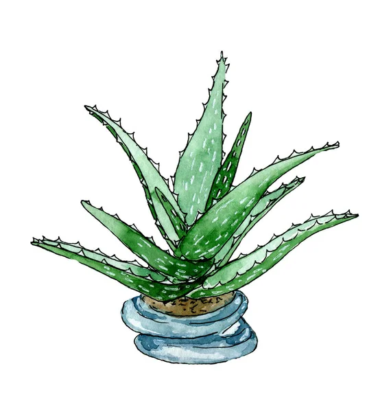 Aloes Vera Ceramicznym Garnku Ręcznie Rysowane Akwarela Clipart Izolowane Białym — Zdjęcie stockowe