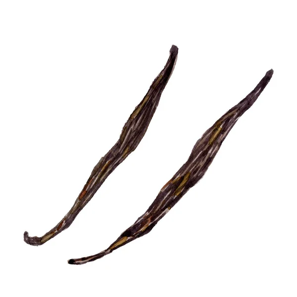 Vanilya çubukları elle çizilmiş suluboya klipsi sanatı — Stok fotoğraf