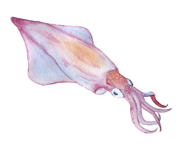 Singolo calamaro disegnato a mano acquerello clip art — Foto Stock